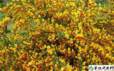 金雀花花語|探索法國金雀花：象徵意義與文化背景